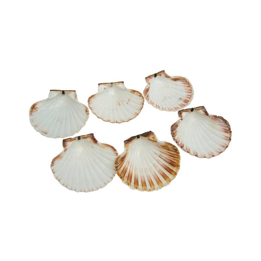 Pack 6 Conchas St. Jacques Para Cocinar Hornear O Bricolaje